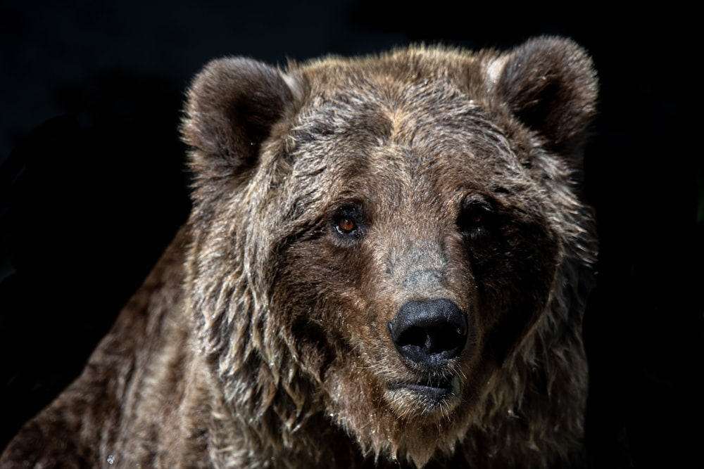 brown bear with black background