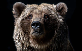brown bear with white eyes