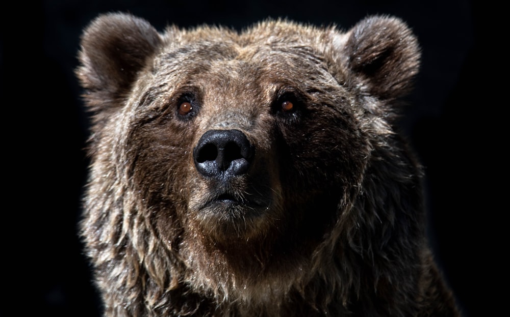 brown bear with white eyes