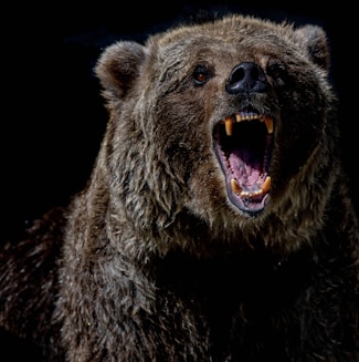 brown bear with blue eyes