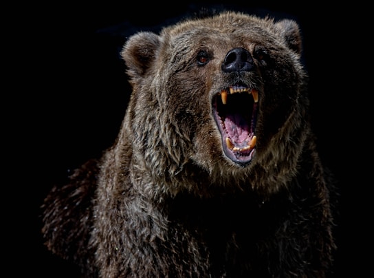 brown bear with blue eyes