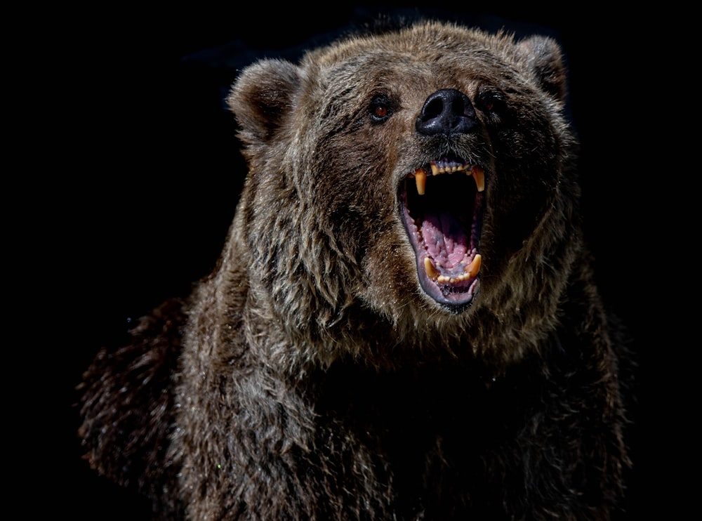 brown bear with blue eyes