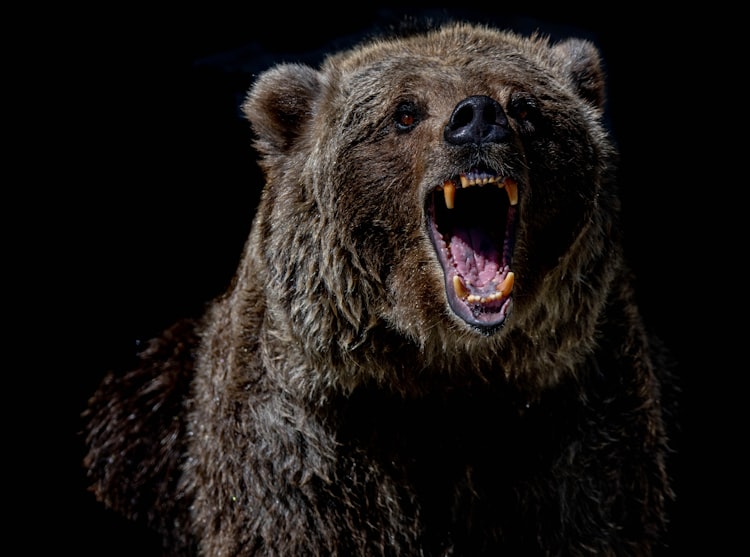 Tools for Bear Market Survival
