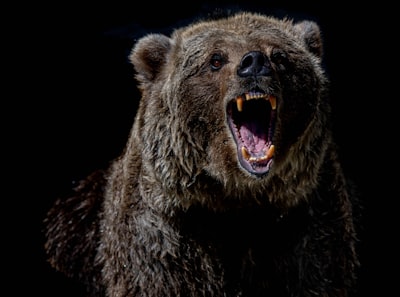 brown bear with blue eyes bear zoom background