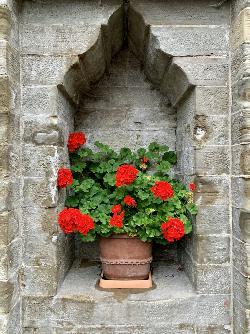 a potted plant with red flowers in a window