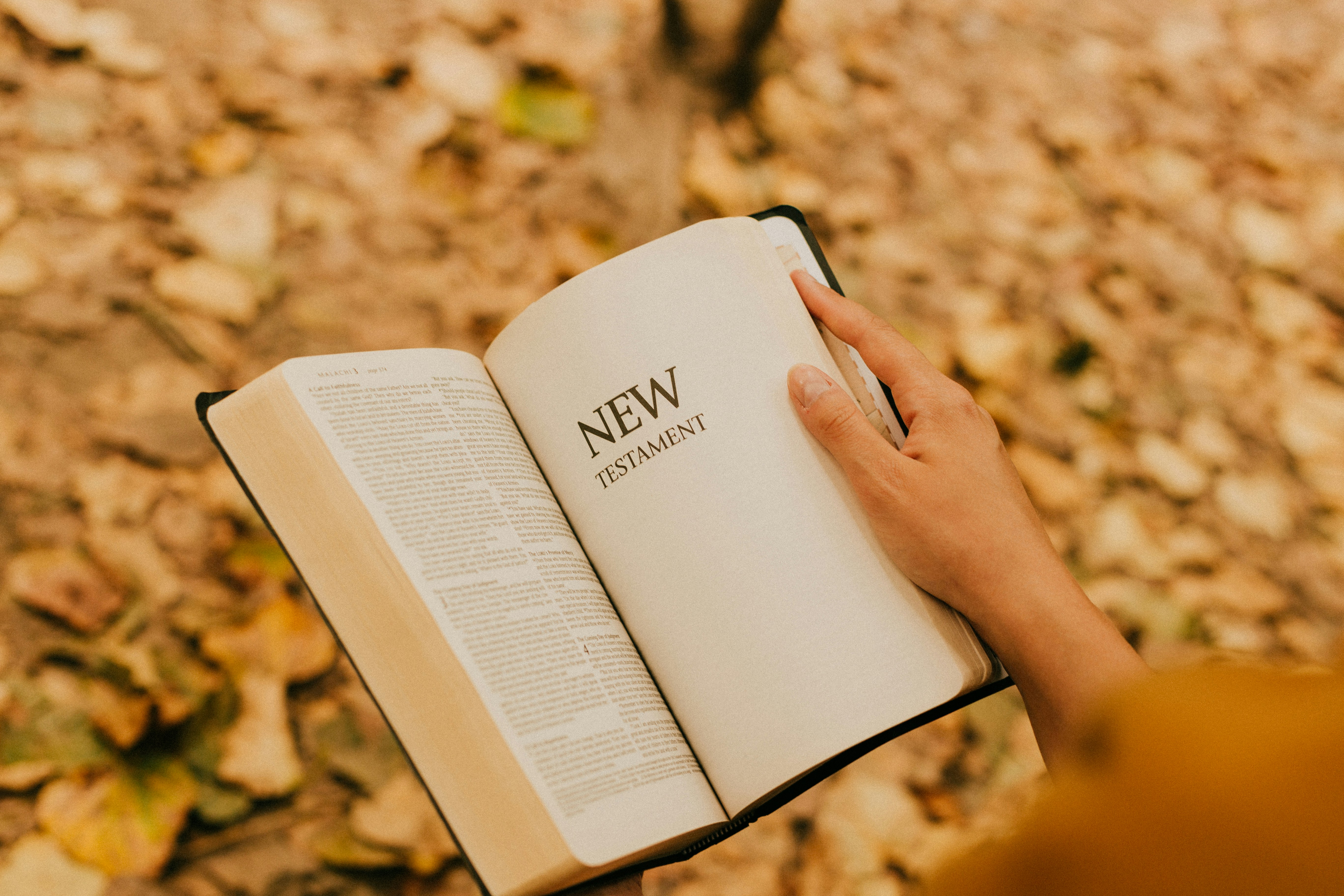 person reading book on brown dried leaves during daytime
