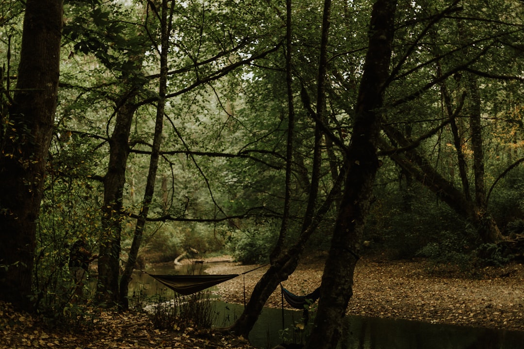 green trees near river during daytime