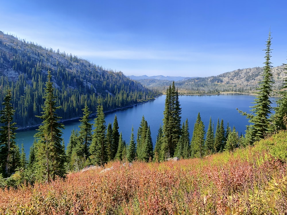 green pine trees near lake under blue sky during daytime