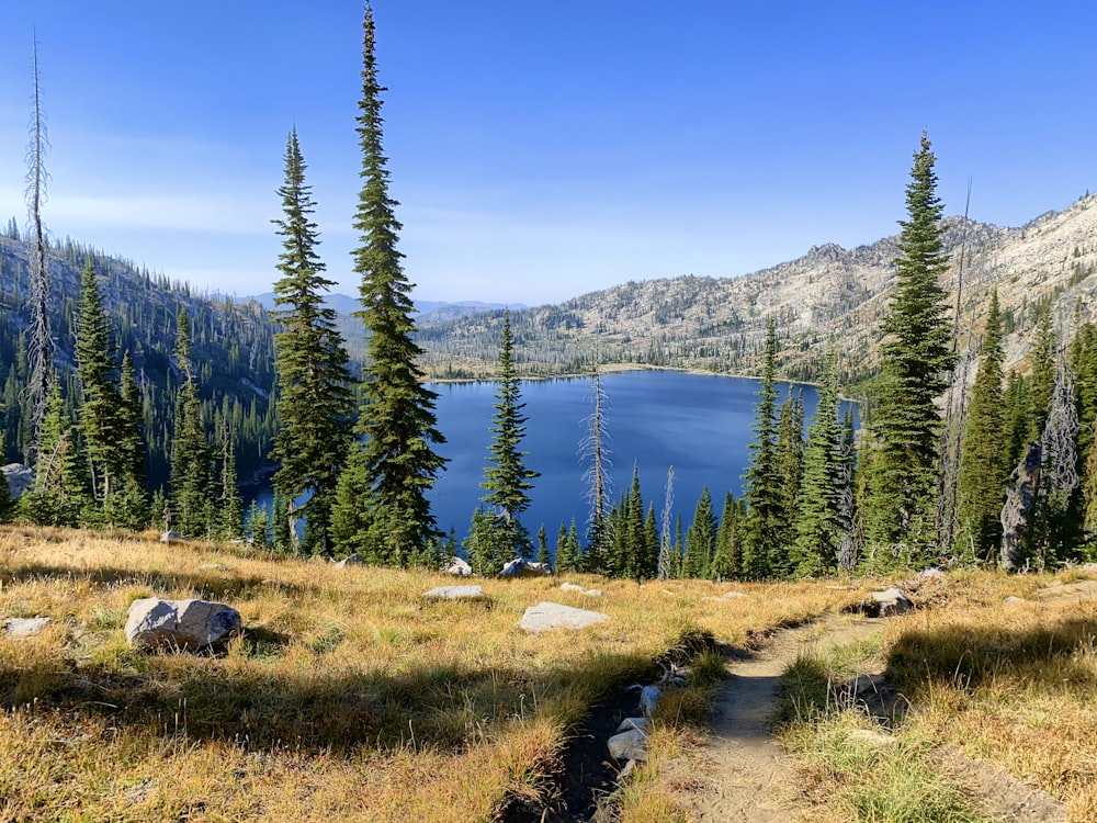 green pine trees near lake during daytime