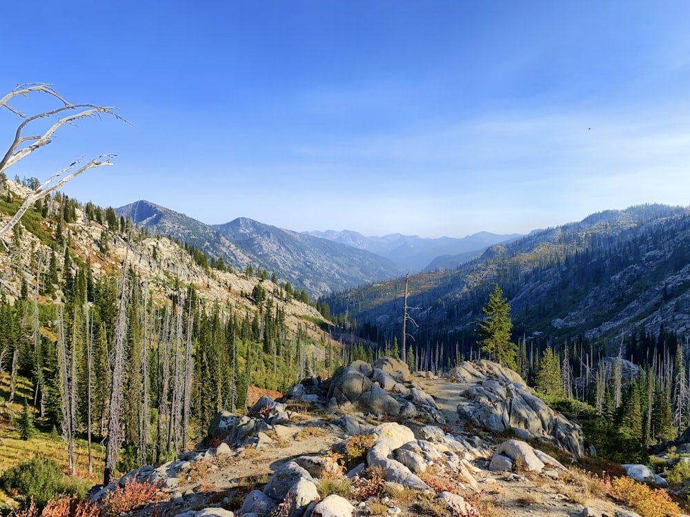 green trees on mountain under blue sky during daytime