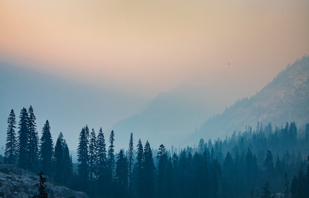 green pine trees on mountain during daytime