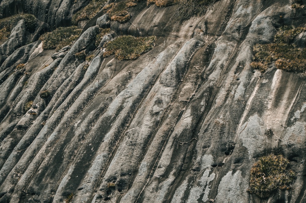 Hierba marrón y verde en las Montañas Rocosas