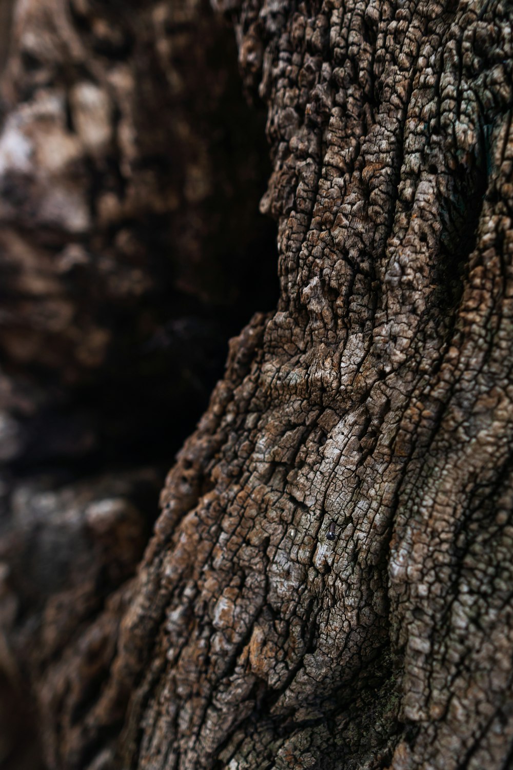 brown tree trunk during daytime