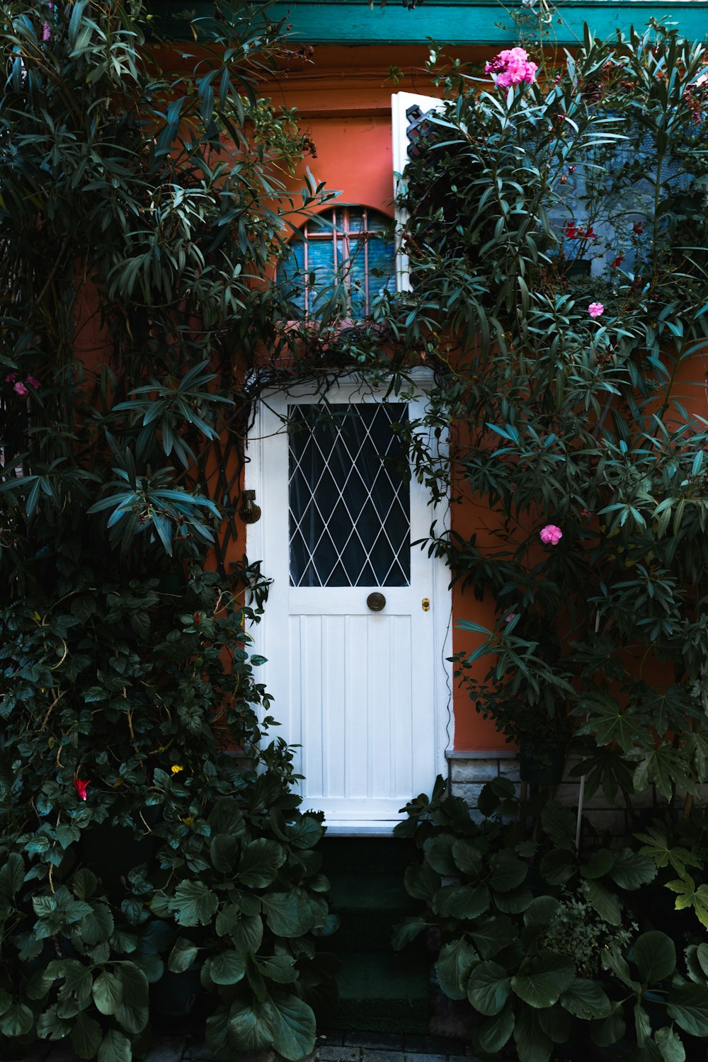 red and green vine plants on white wooden window