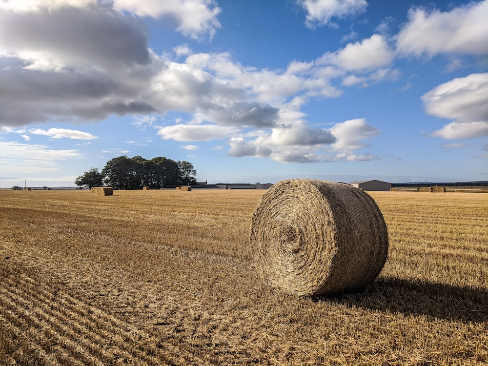 brown field under blue sky and white clouds during daytime