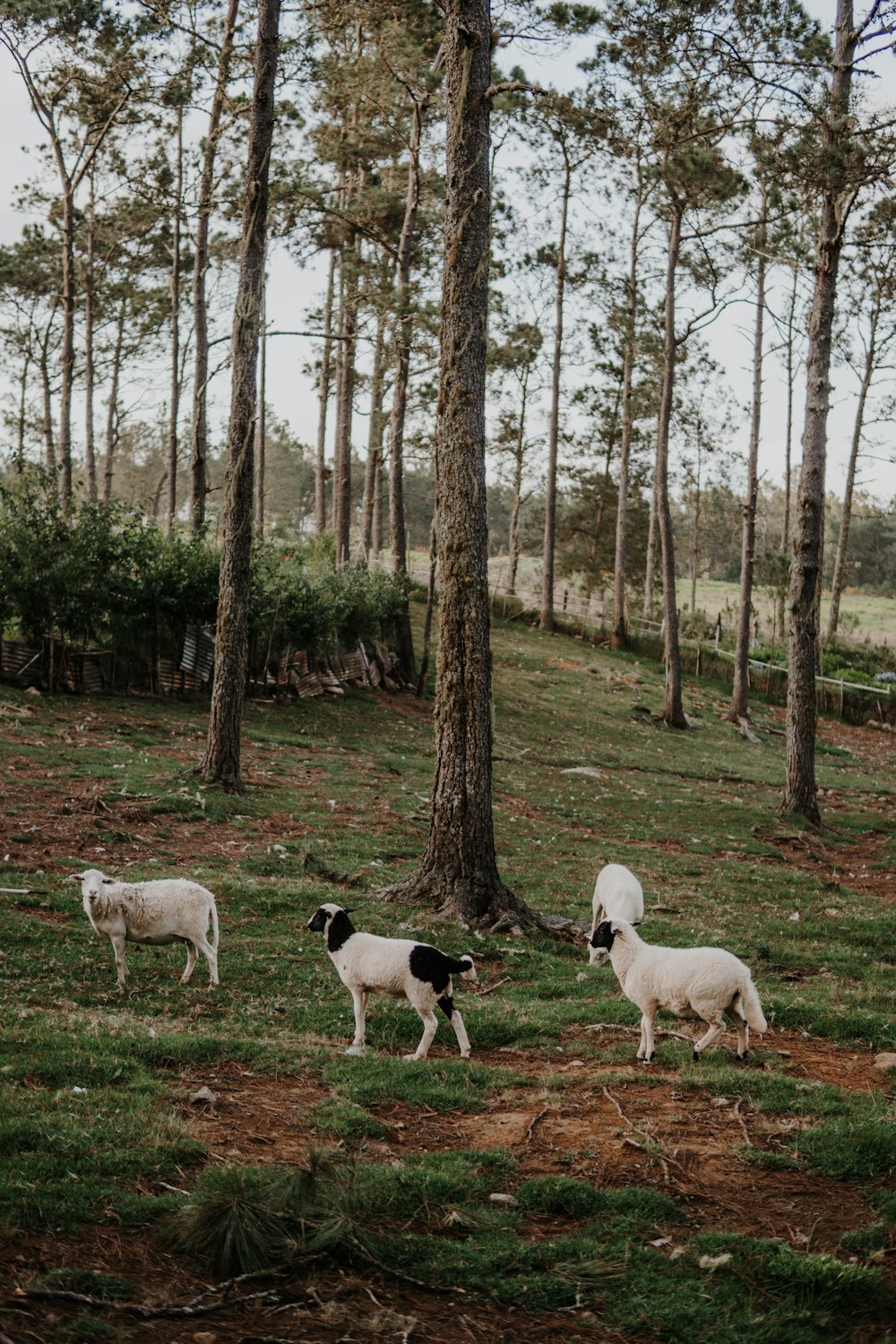 chèvres blanches et noires sur un champ d’herbe verte