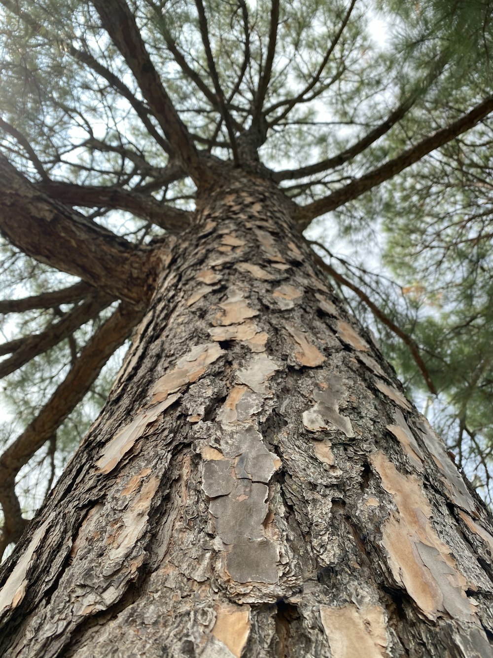 brown tree trunk during daytime