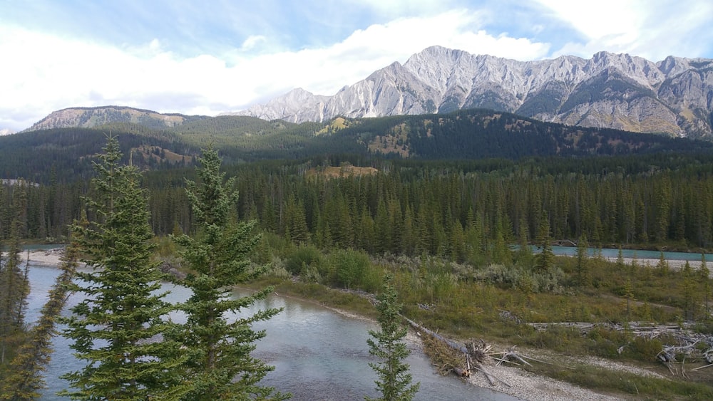 green trees near lake and mountains during daytime