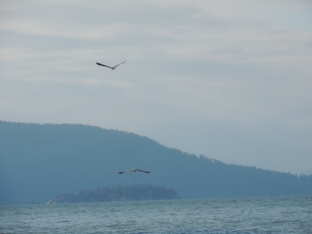 bird flying over the sea during daytime