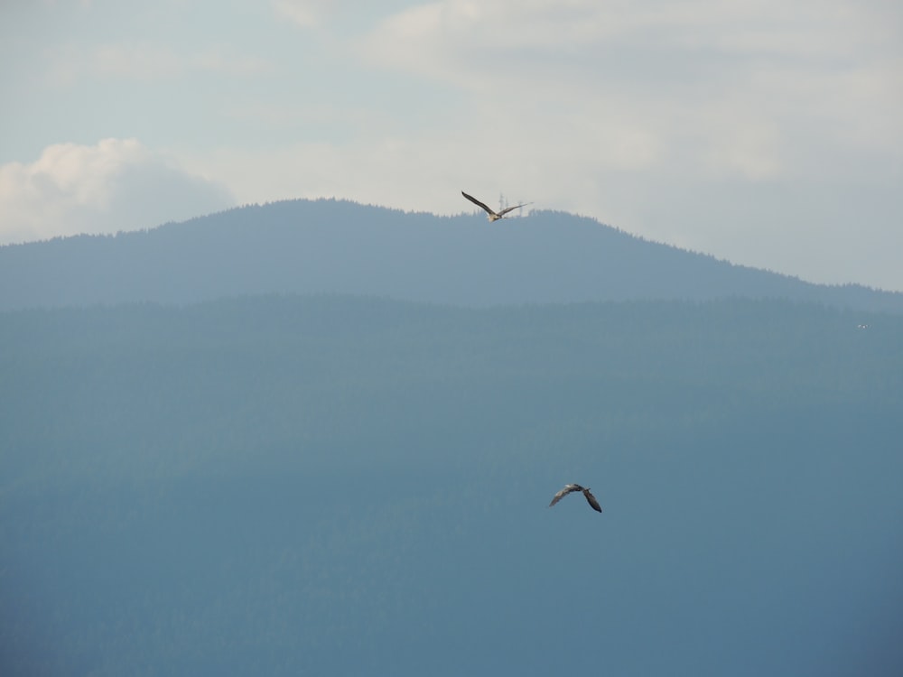 bird flying over the mountain during daytime