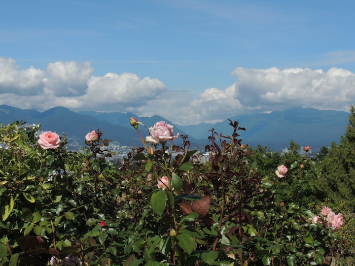 The Rose and the Cloud