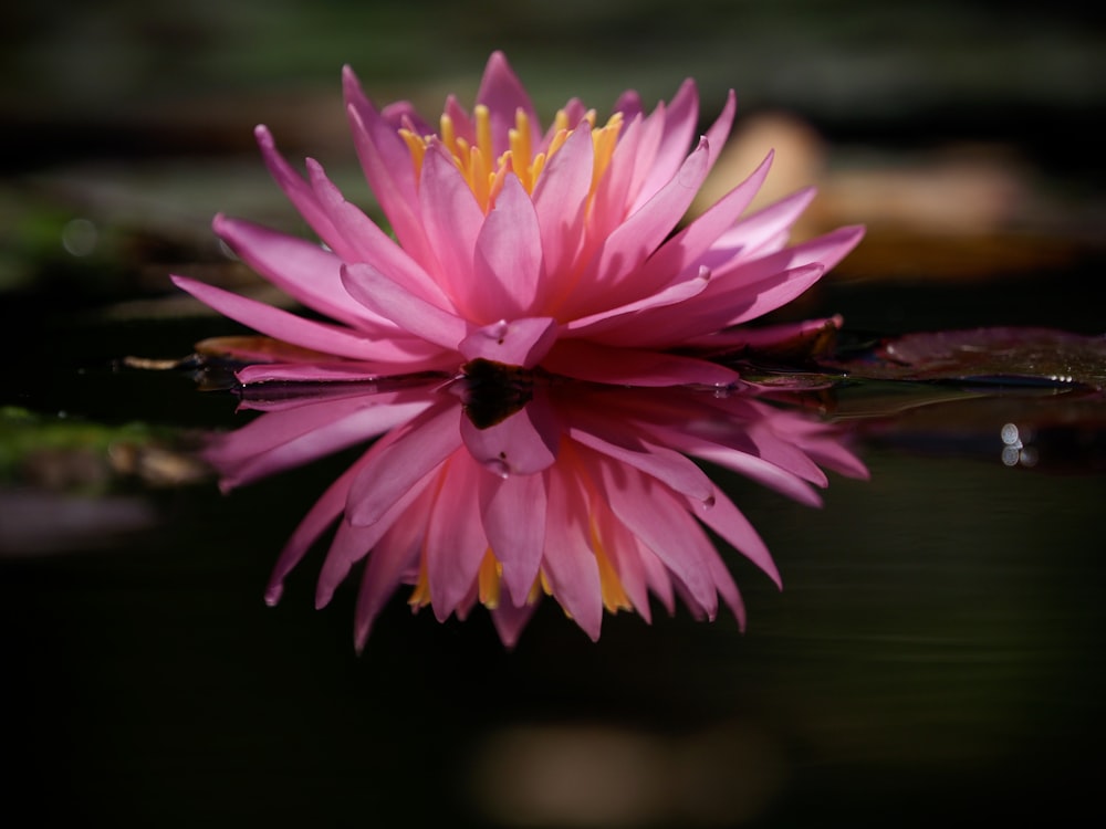 pink and white flower on brown wooden surface