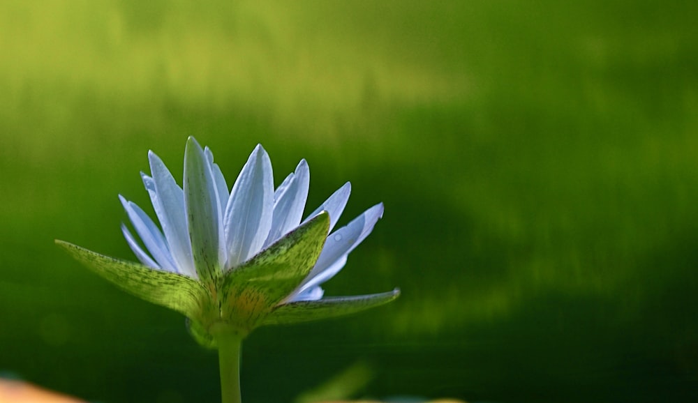 white flower in tilt shift lens