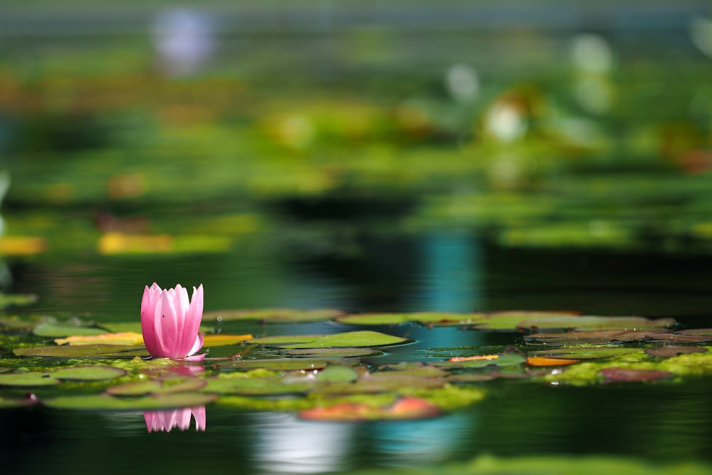 pink lotus flower on water