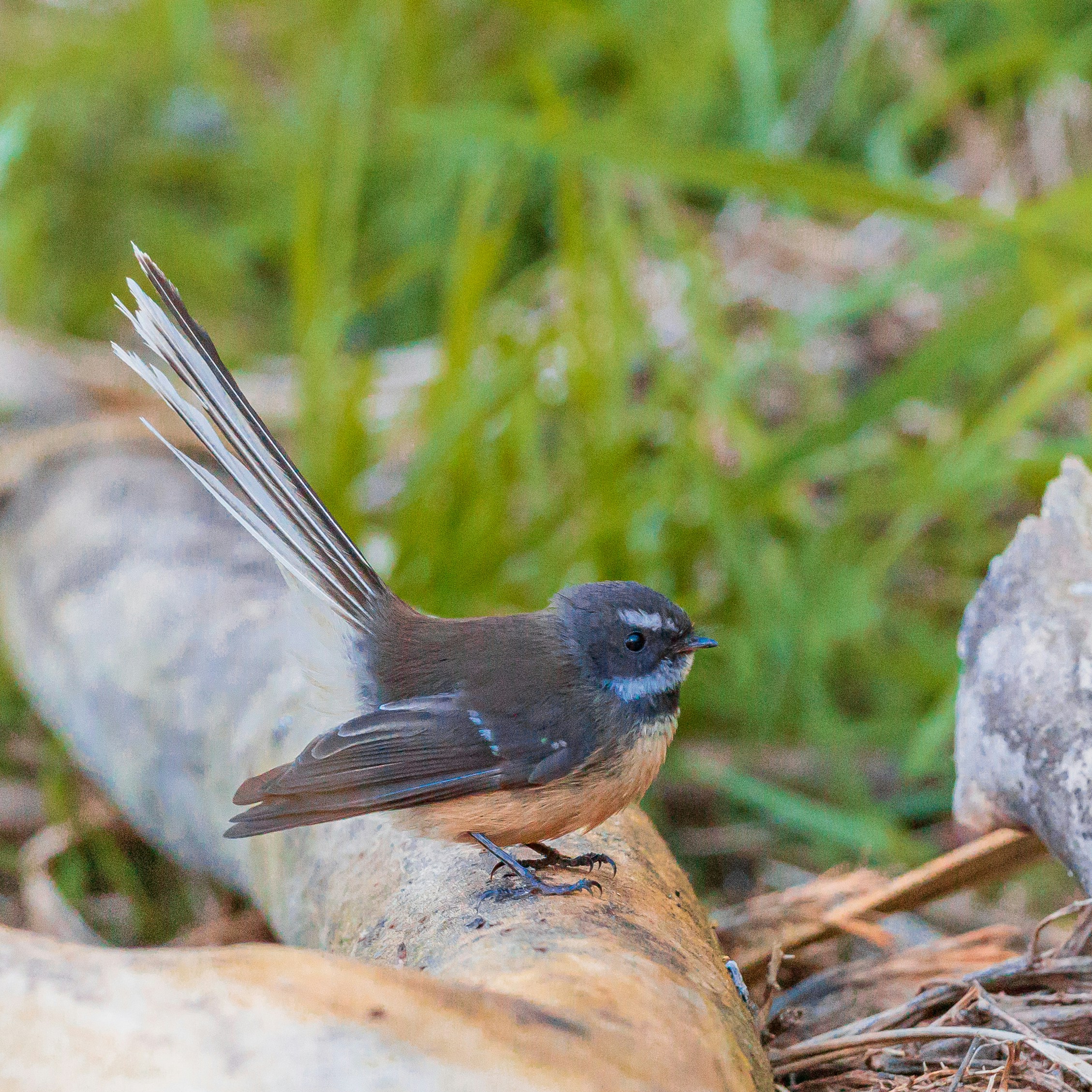 A close-up of a small bird with dark brown feathers and a distinctive long tail, perched on a log in a green and grassy environment.