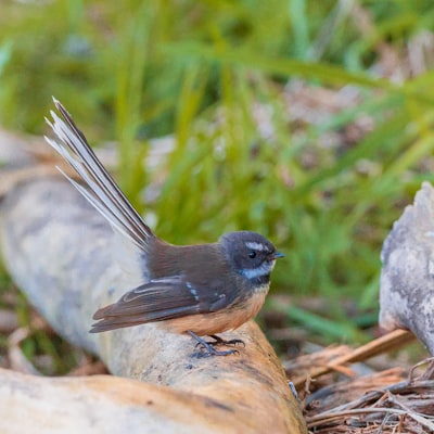 black and brown bird on brown tree branch during daytime