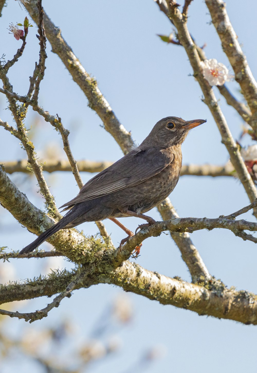 brown bird on brown tree branch during daytime