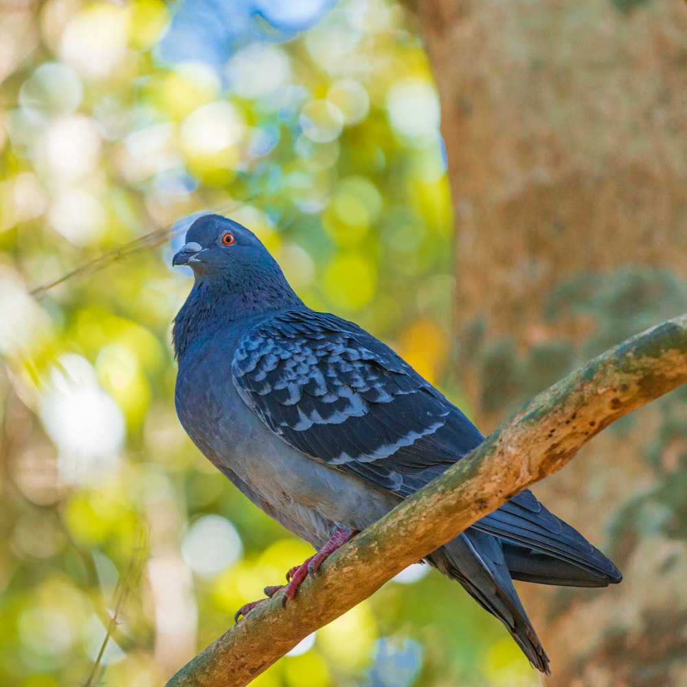 Ein blauer Vogel sitzt auf einem Ast