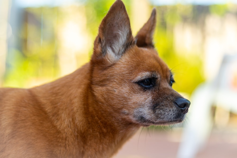 brown short coated small dog