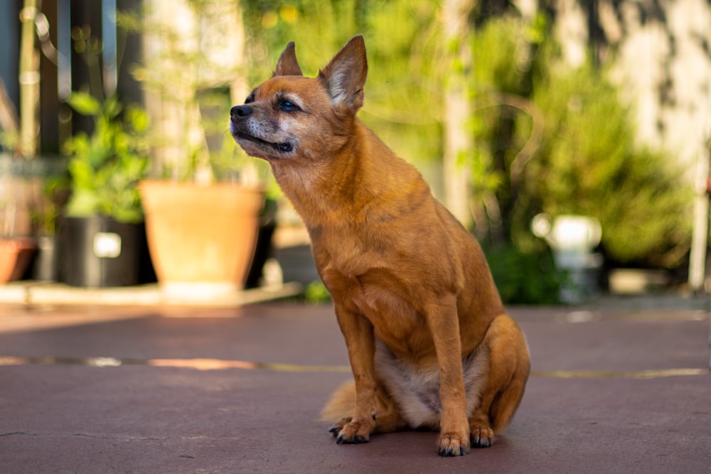 Perro pequeño de pelaje corto marrón en una carretera de hormigón gris durante el día