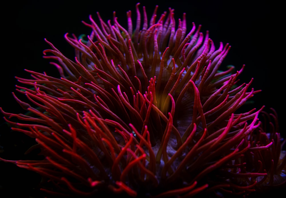 red and green plant in close up photography