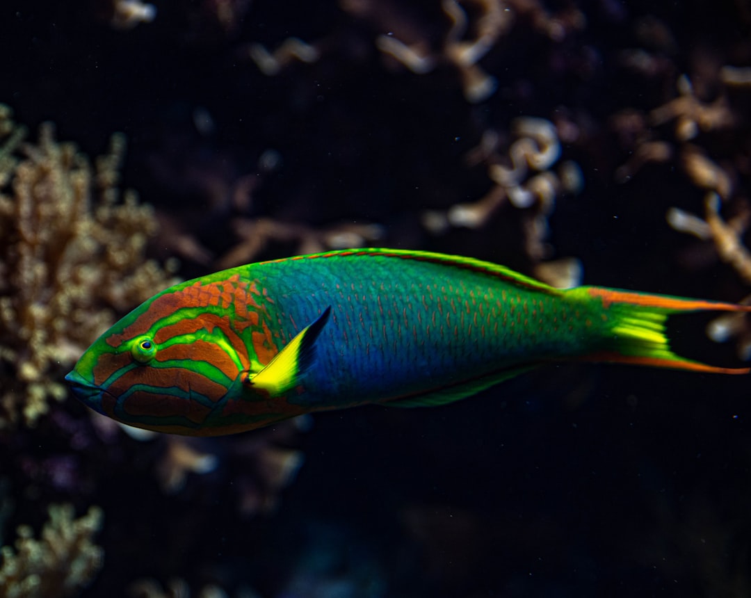 blue and yellow fish in water