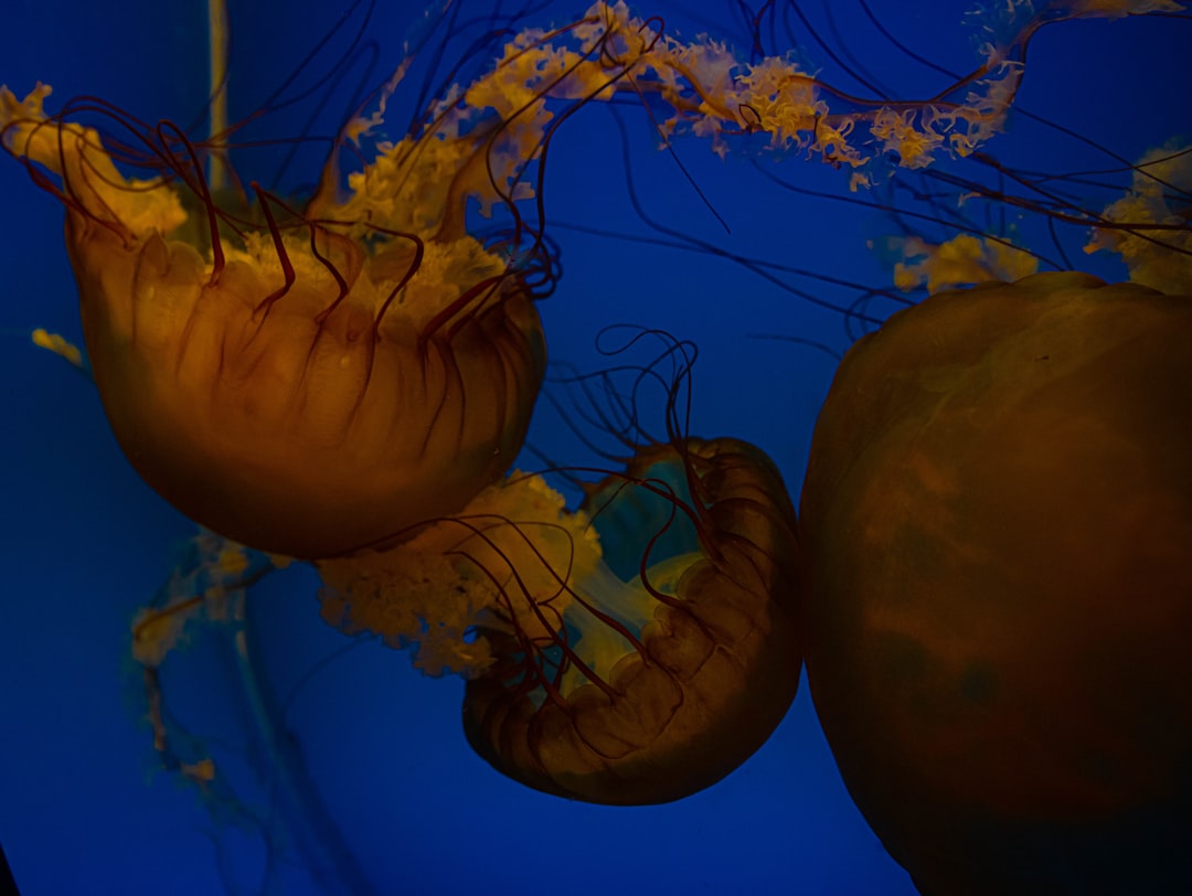 blue and yellow jellyfish in water