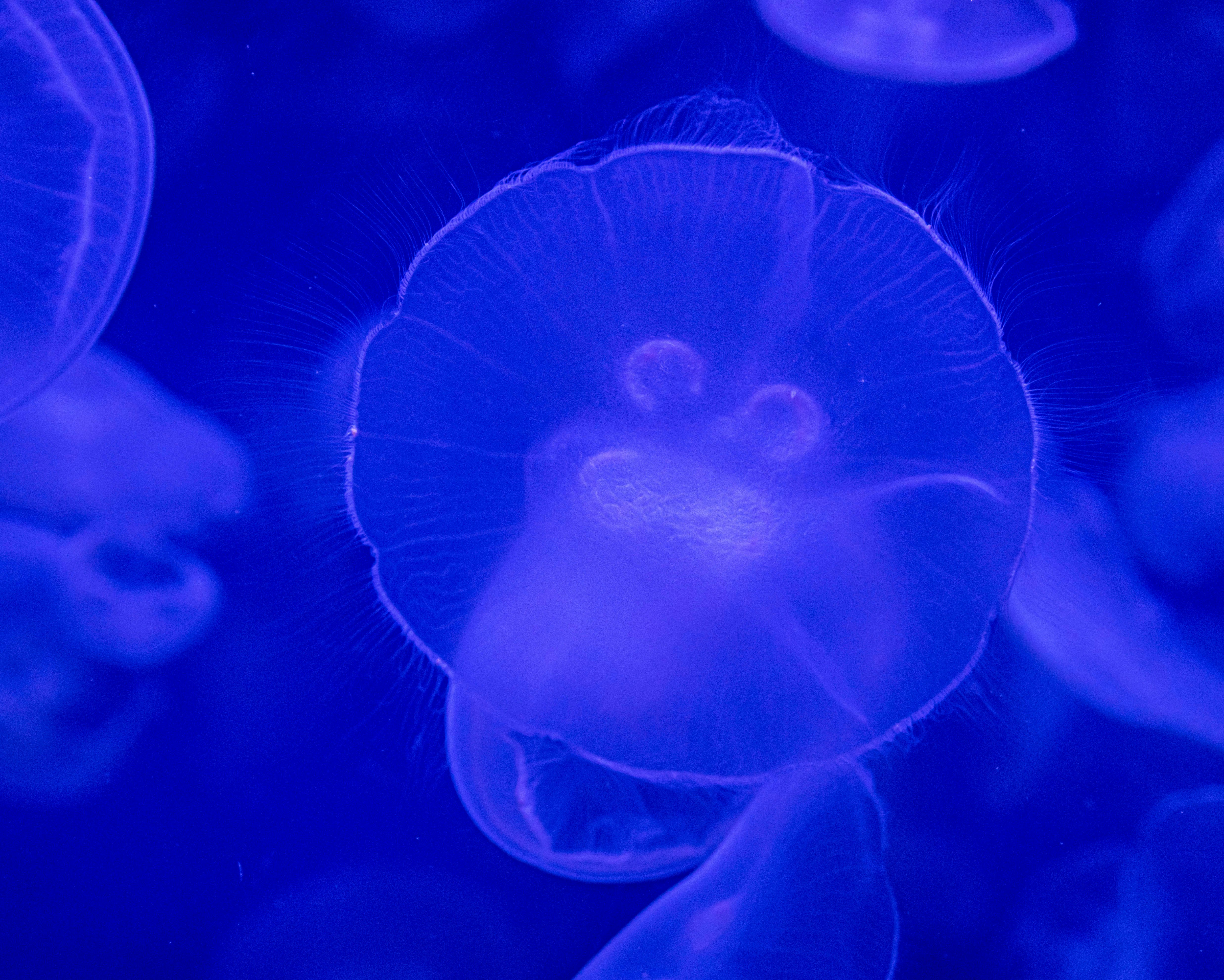 Blue jellyfish in water during daytime photo – Free Blue Image on Unsplash