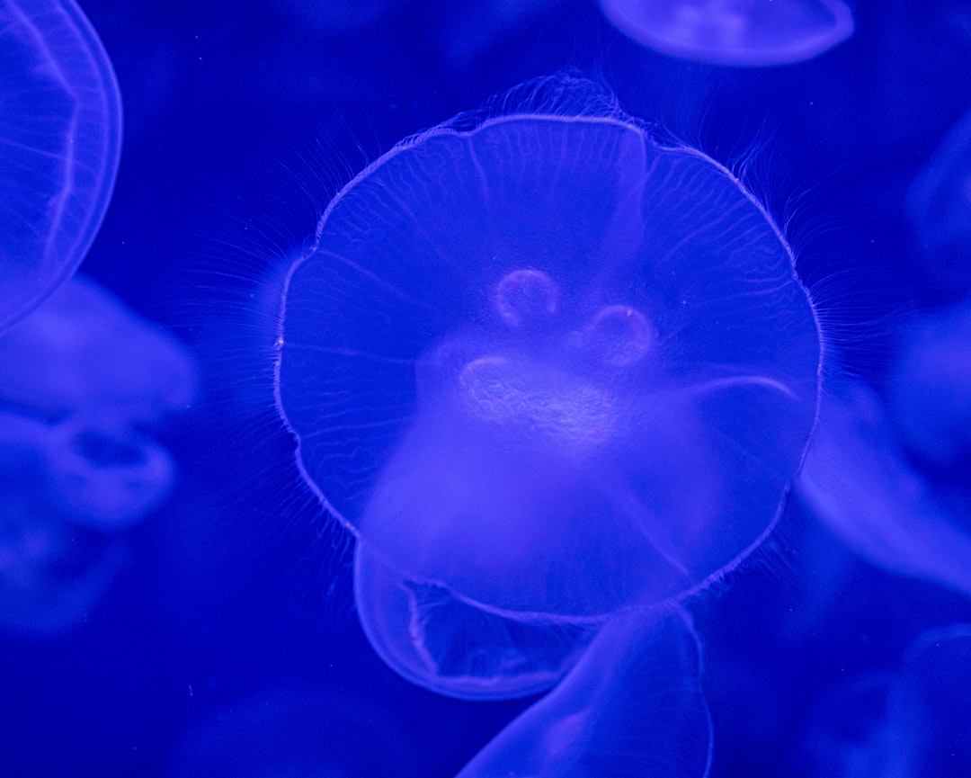  blue jellyfish in water during daytime blue whale