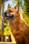 A medium-sized dog in a vibrant red dress standing proudly in a sunny garden.