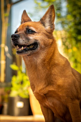 A medium-sized dog in a vibrant red dress standing proudly in a sunny garden.