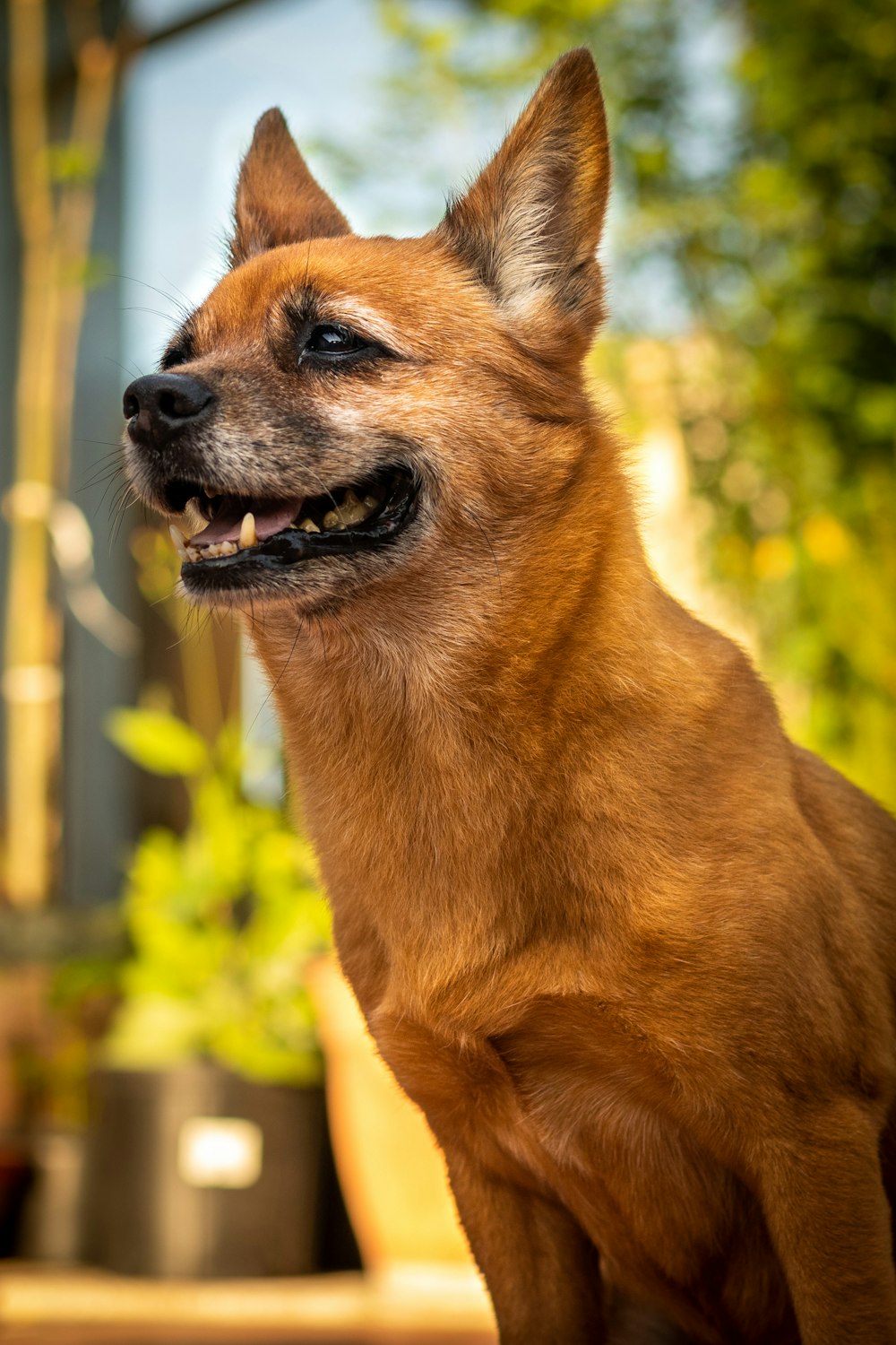 brown short coated dog standing on green grass during daytime