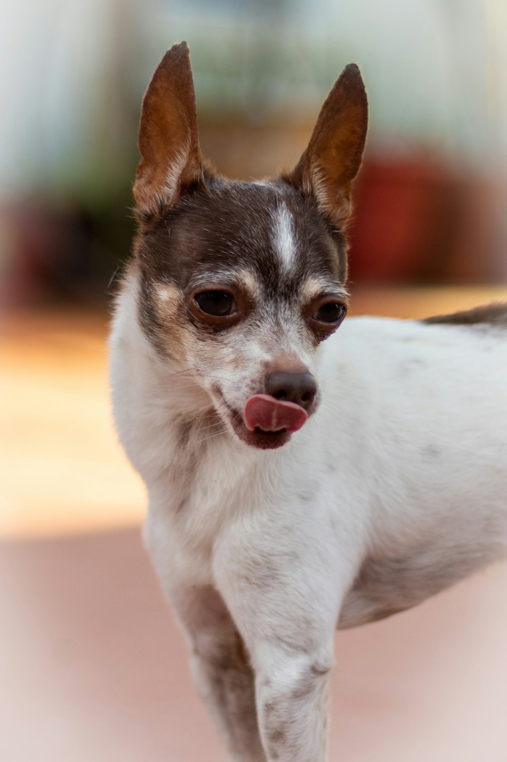 white and black short coat small dog