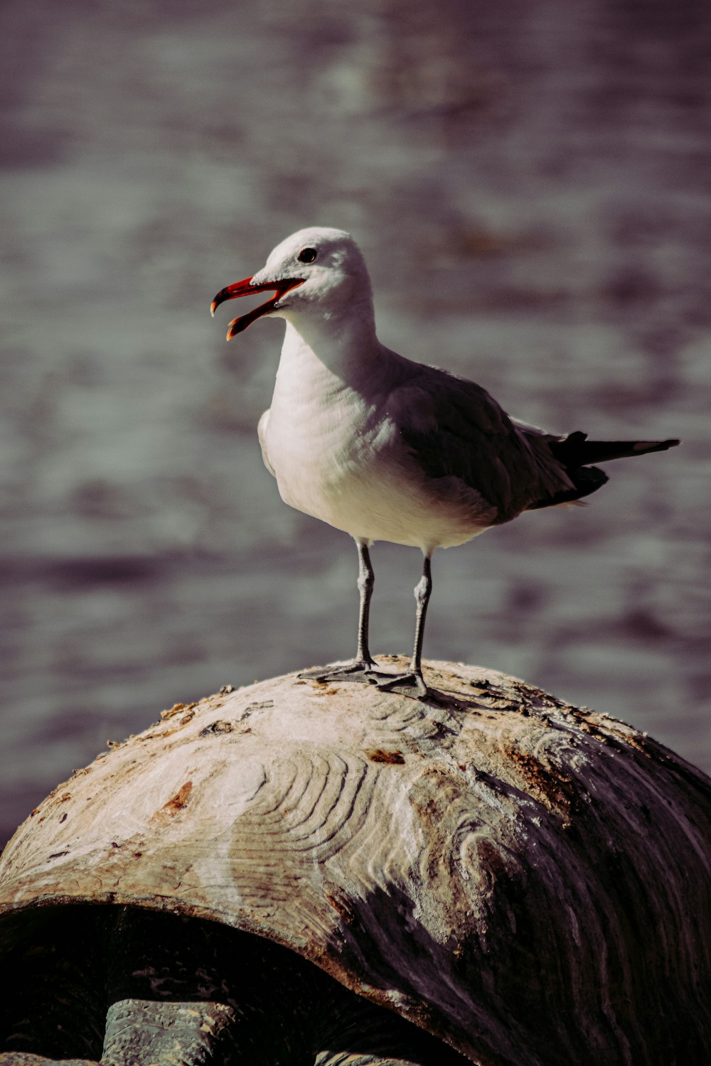 white and gray bird on brown rock