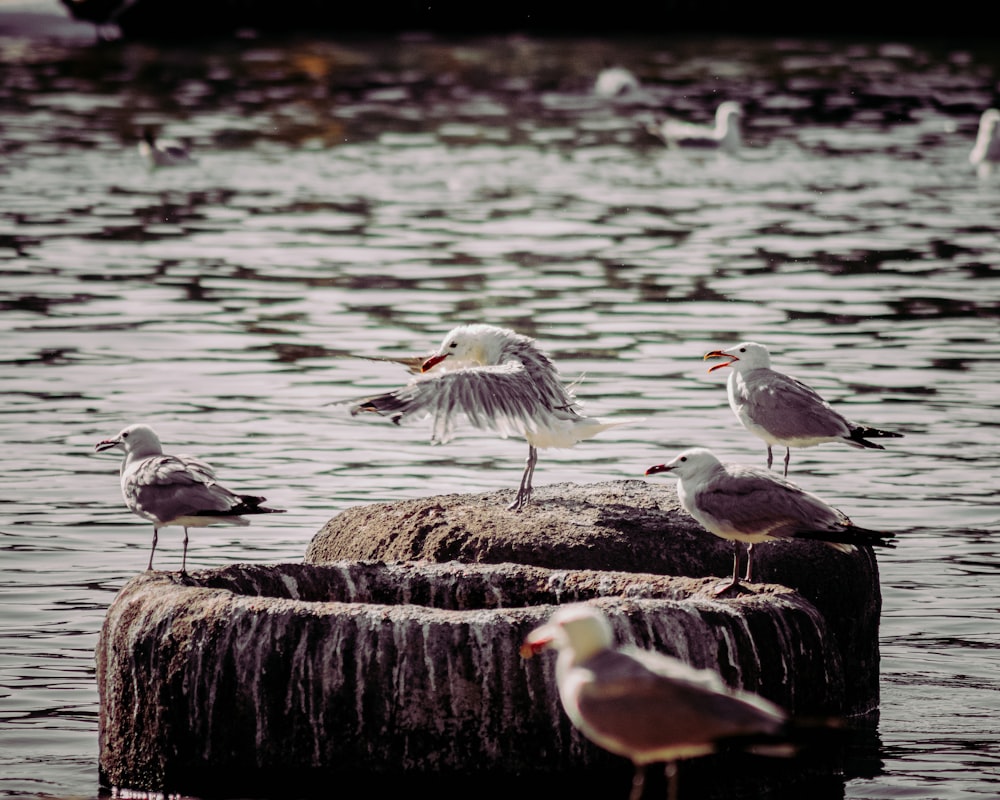 white and black birds on brown wooden log in water during daytime