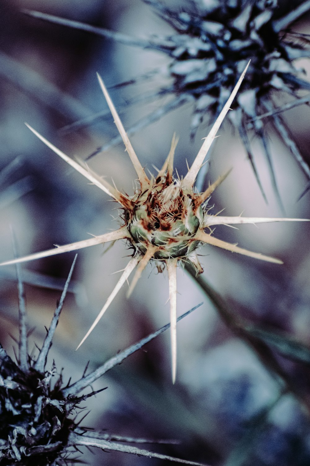 white dandelion in close up photography