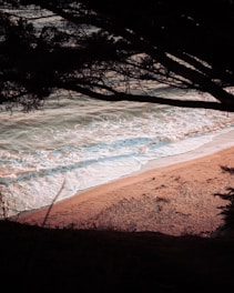 A serene seascape with gentle waves and a close-up of walnut tree branches with green leaves.