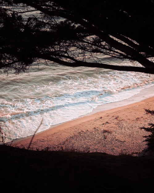 A serene seascape with gentle waves and a close-up of walnut tree branches with green leaves.