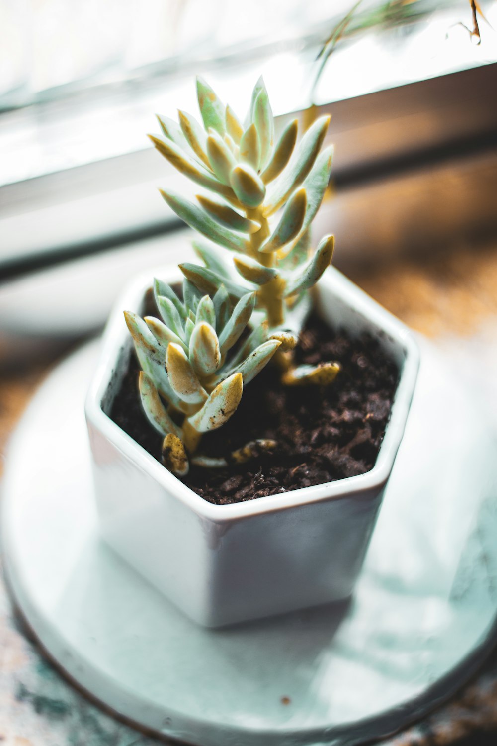 green plant in white ceramic pot