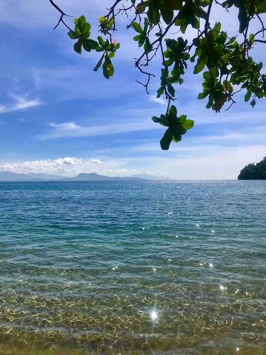 green tree on body of water during daytime in Puerto Galera Philippines